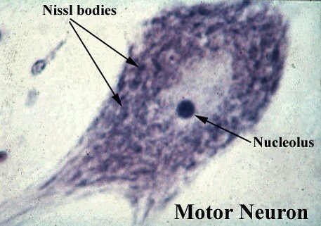 <p>Nissl bodies </p>