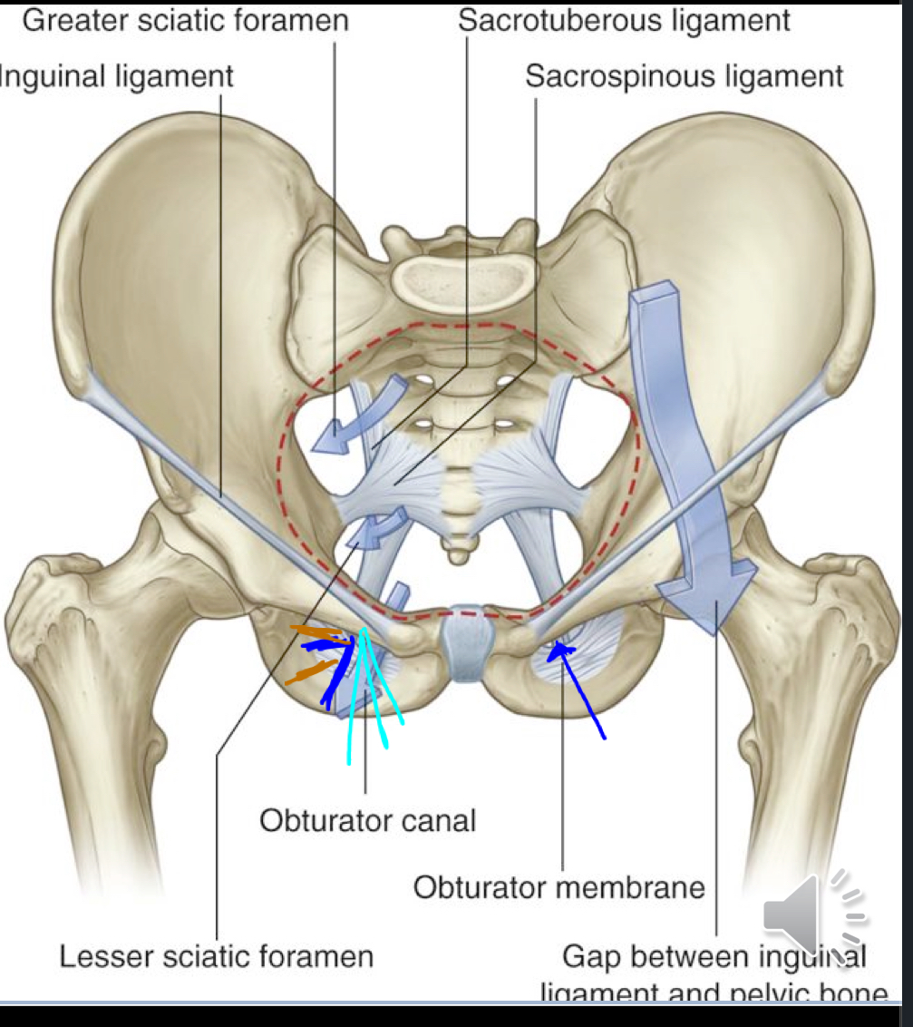 <p>is a fibrous band that runs from the anterior superior iliac spine to the pubic tubercle, forming the floor of the inguinal canal. </p><ul><li><p>Forms a roof like structure and allows the iliopsoas muscle, pectineus, femoral AVN, and lymphatics to pass deep to it. </p></li></ul><p></p>