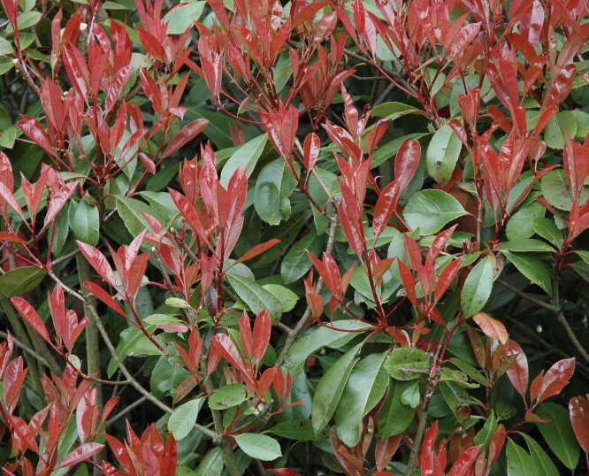 Red tip photinia