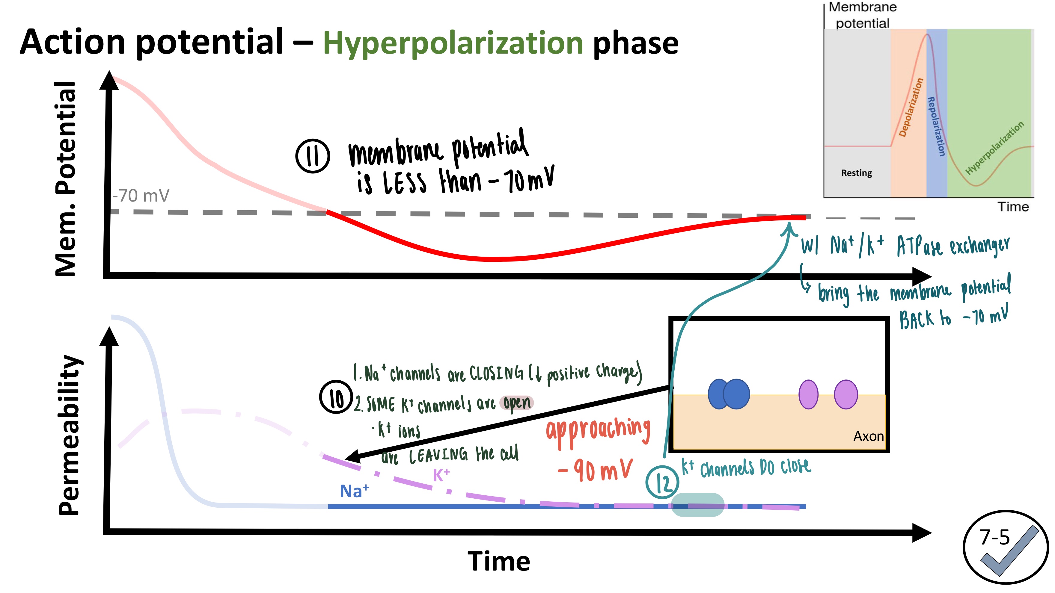 <p><strong>Membrane Potential is LESS than -70 mV</strong> (usually -90 mV)</p><ol><li><p><mark data-color="blue" style="background-color: blue; color: inherit">Na<sup>+</sup> voltage-gated channels are closed</mark></p></li><li><p>SOME <mark data-color="red" style="background-color: red; color: inherit">K<sup>+</sup> voltage-gated channels are open</mark></p><ul><li><p>K<sup>+</sup> ions are LEAVING the cell</p></li></ul></li><li><p><mark data-color="red" style="background-color: red; color: inherit">K<sup>+</sup> channels CLOSE</mark></p></li><li><p><mark data-color="green" style="background-color: green; color: inherit">Na<sup>+</sup>/K<sup>+</sup> ATPase Exchanger brings the membrane potential BACK to -70 mV</mark></p></li></ol><p></p>