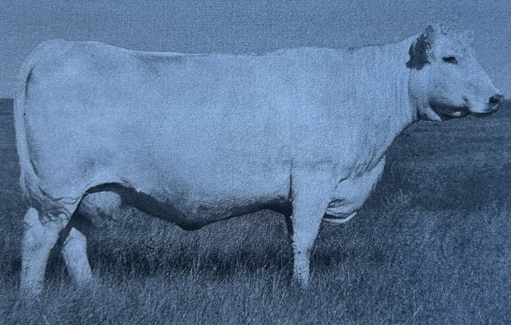 <p>Charolais</p>