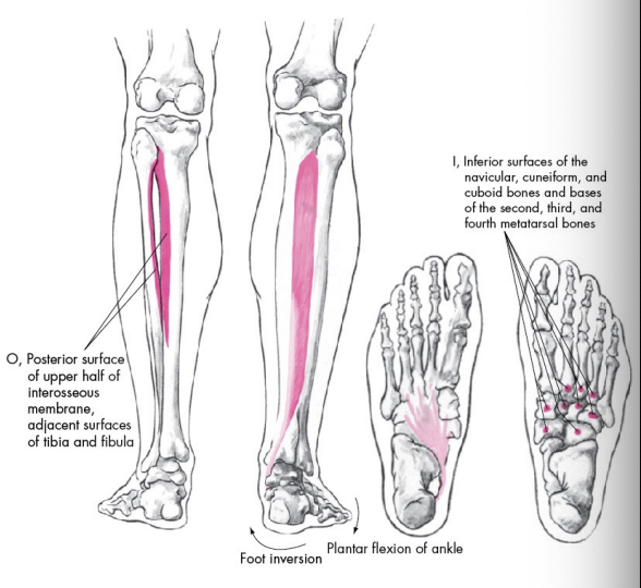 <p>Tibialis Posterior</p>