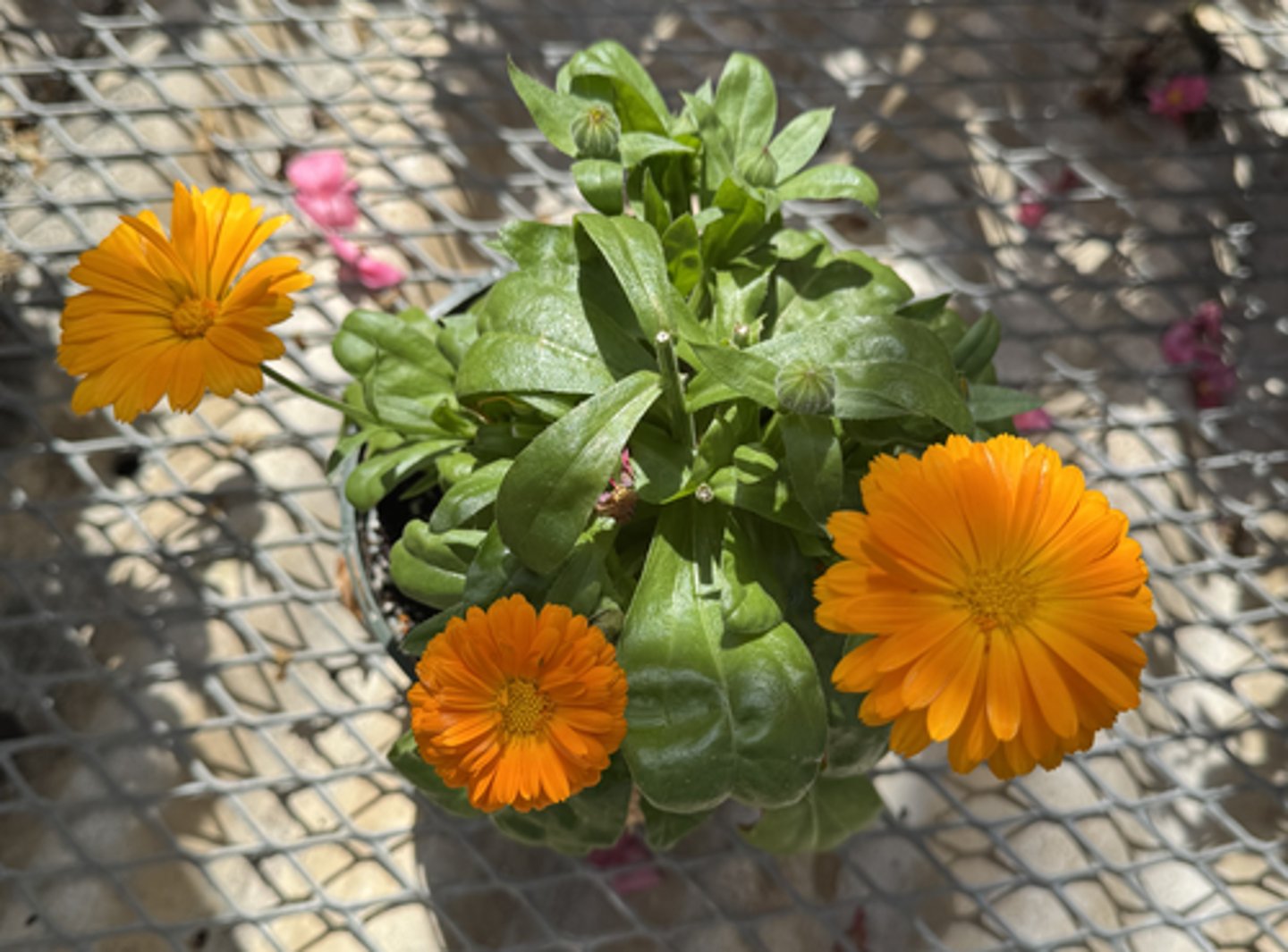 <p>What is the common name for this plant?</p>