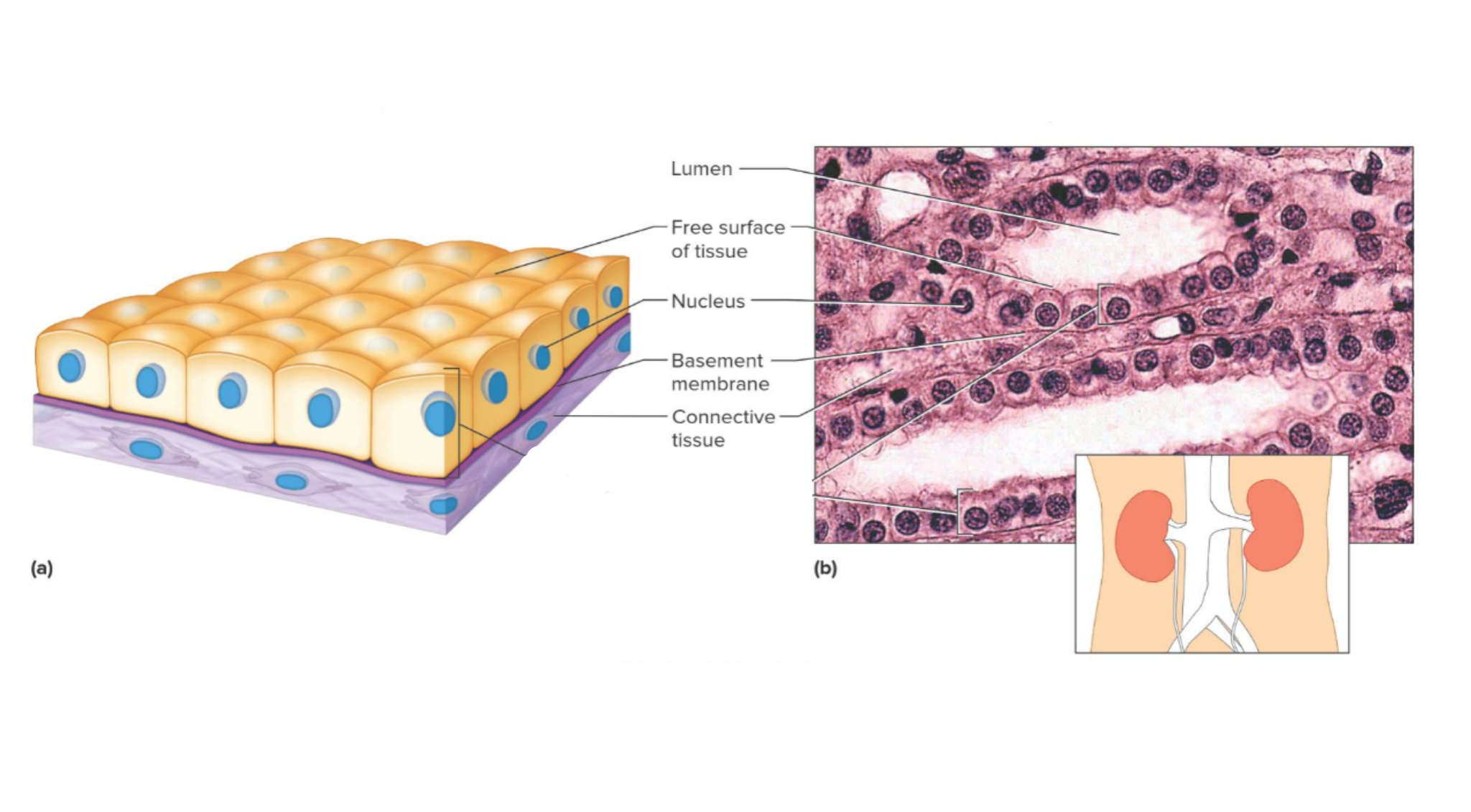 <p>Which tissue is this? </p>