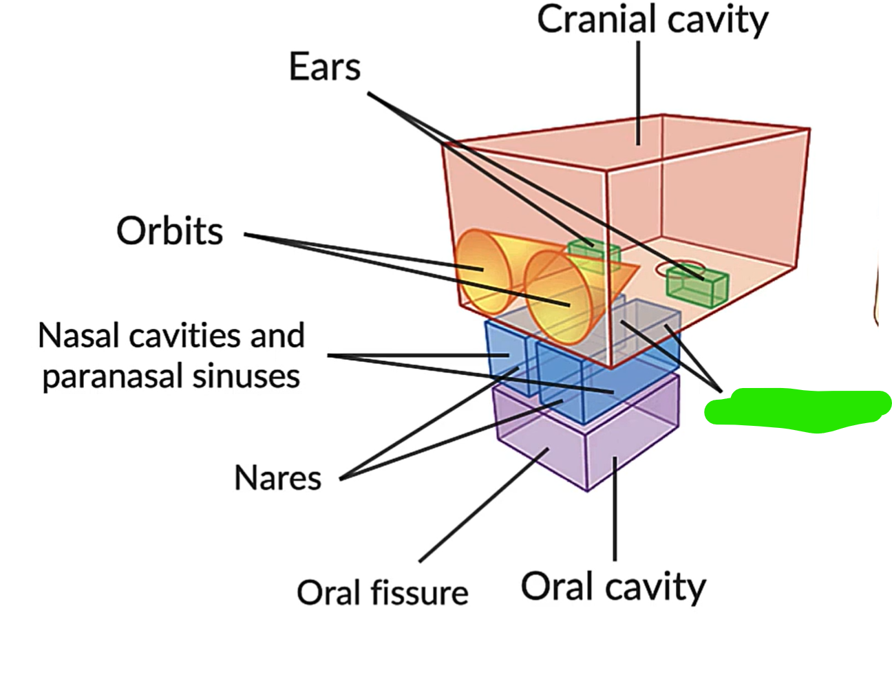 term image
