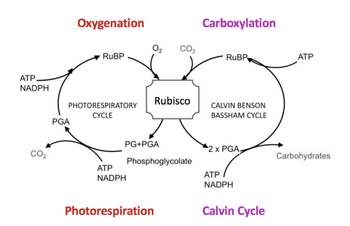<p>No carbon assimilation</p><ol><li><p>Fixes O2 to RuBP</p></li><li><p>Makes 2-phospho<strong>glycolate </strong>(PG)</p></li></ol><p></p>