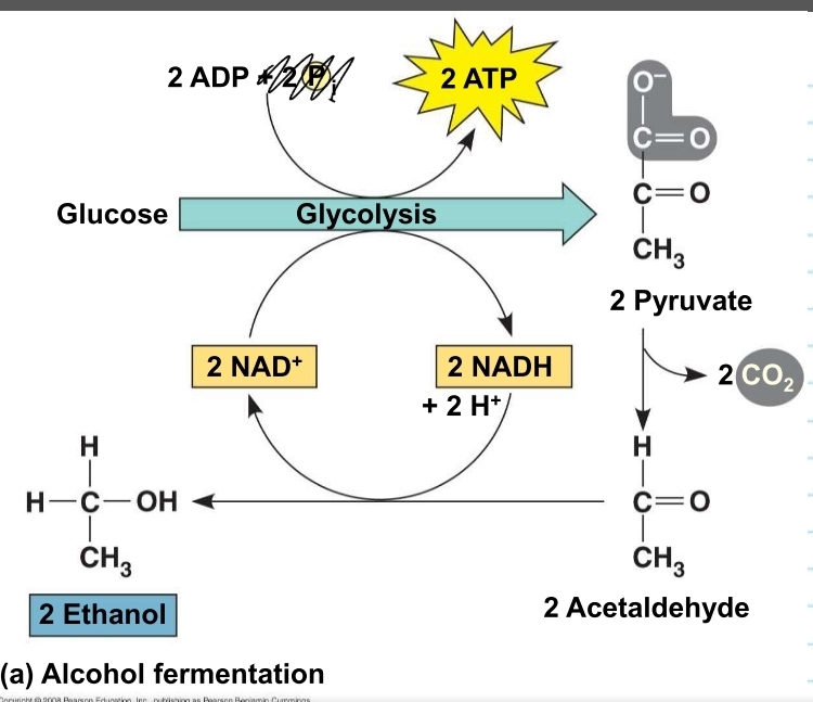 <p>what happens in alcohol fermentation and what is it used for?</p>