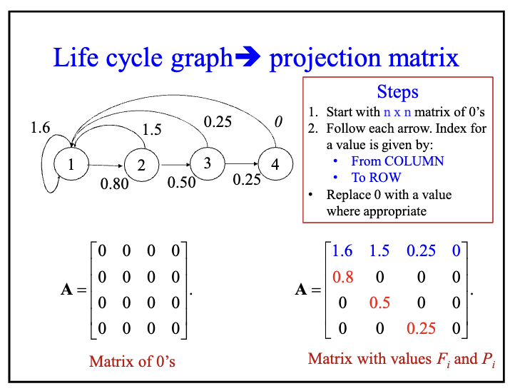 Know how to draw life cycle graphs for age- and stage-structured populations, and derive population projection matrices from the life cycle graphs! Also, know how to draw a life cycle graph from population projection matrices.