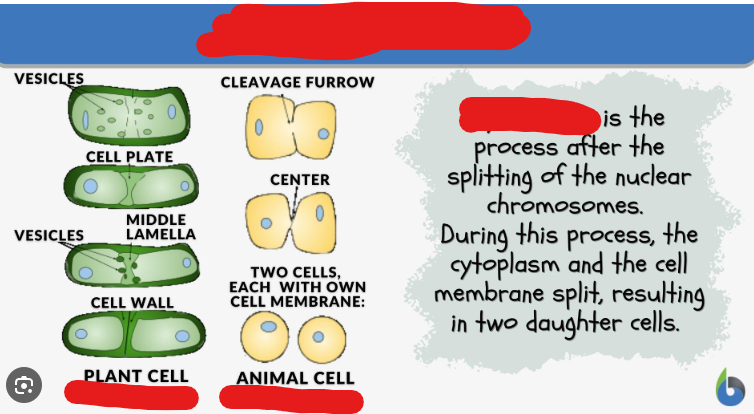 <p>The duplication of the cytoplasm of a cell. Usually begins just as mitosis is ending sometimes with little overlap. There are 2 types of ______. Animal ____ and Plant _______</p>