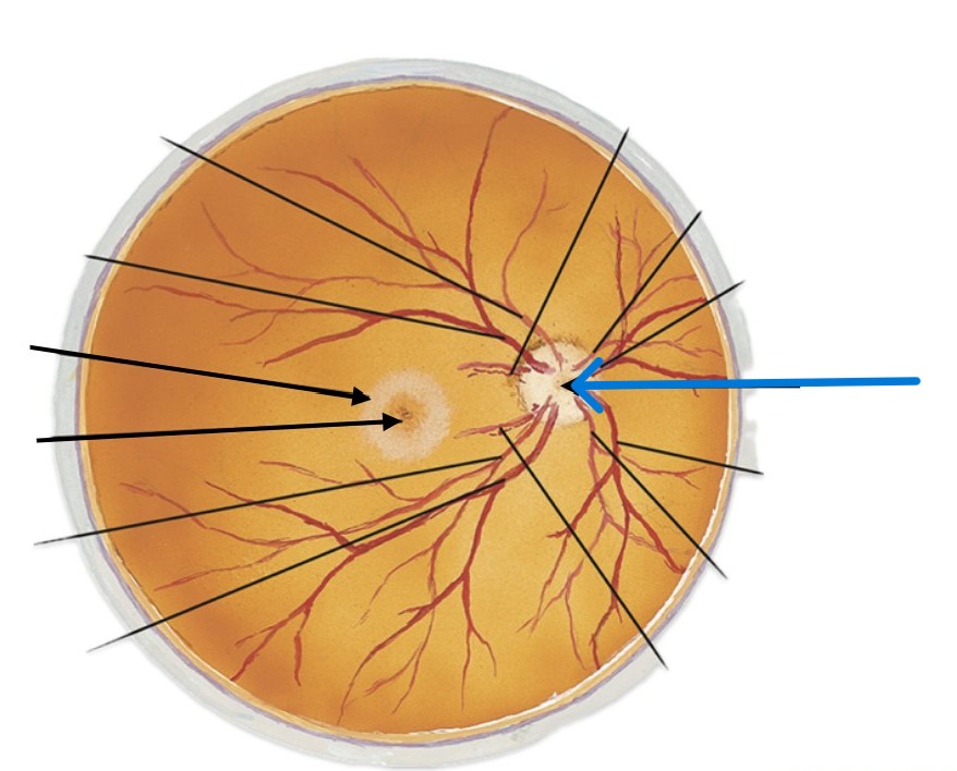 <p>Which part of the eye is:</p><ul><li><p>Back of eye</p></li><li><p>Blood vessels</p></li></ul><p></p>