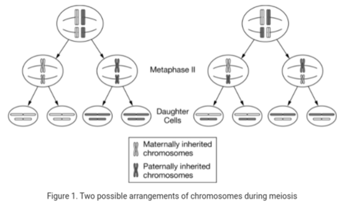 <p>C</p><p>How does the independent assortment of the two sets of homologous chromosomes increase genetic diversity?</p>