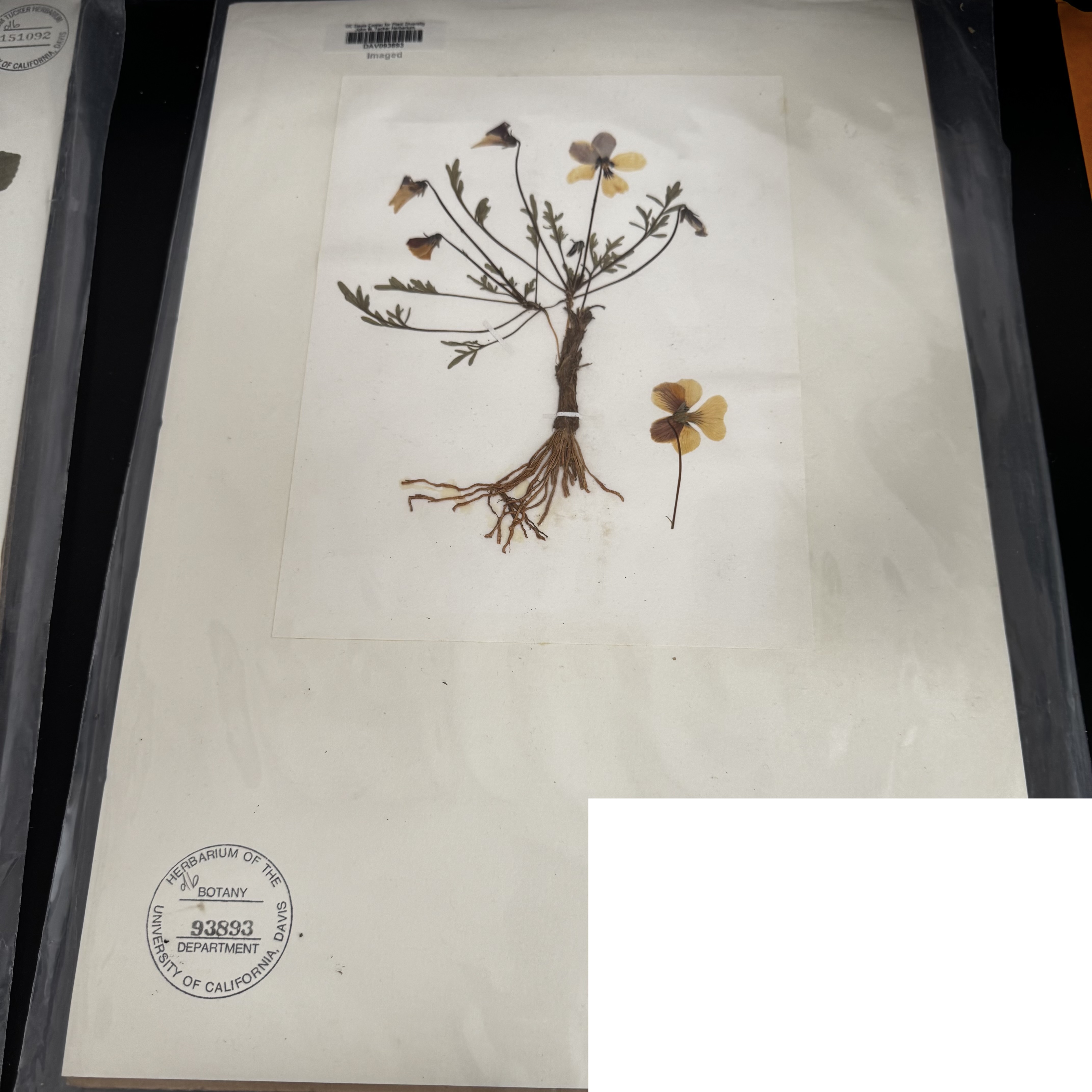 <p>What order, family, and genus?</p>