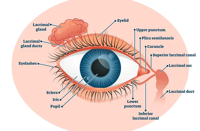 <p>lacrimal gland</p>