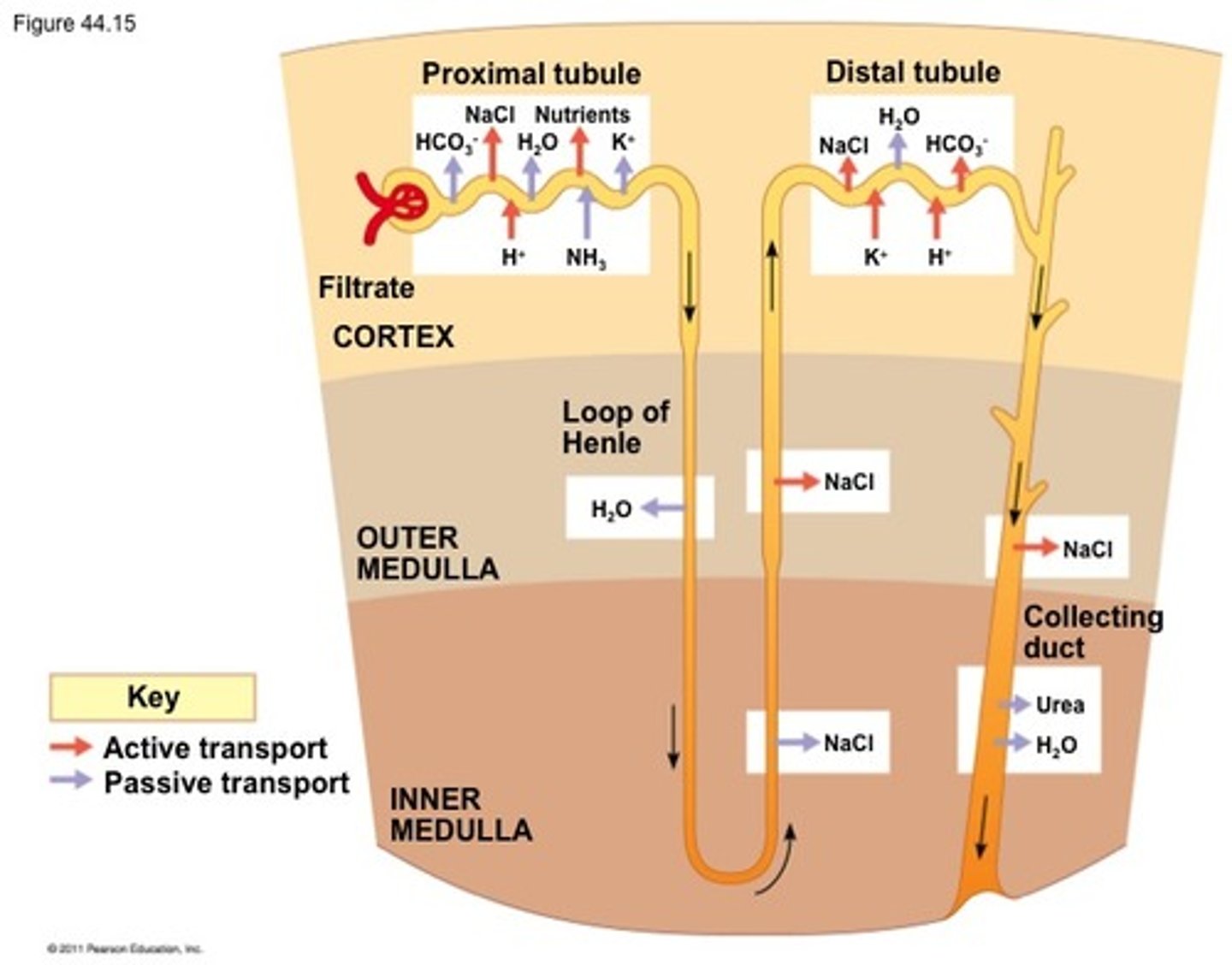 <p>Passive resorption of water, urea, and sodium chloride ions.</p>