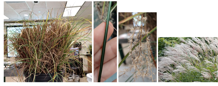 <p>Chinese Silver Grass</p>