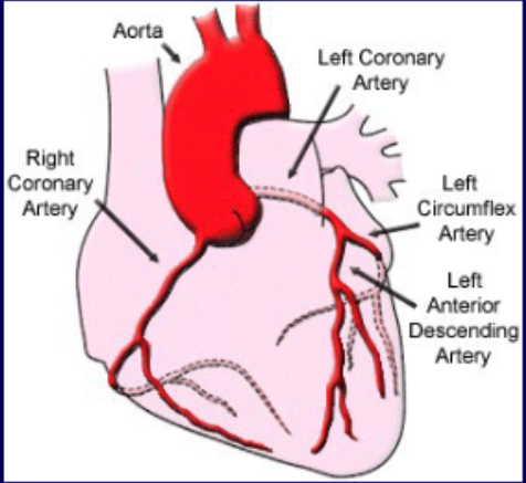 <p>what coronary vascular territory is supplies by the left anterior descending a.?</p>