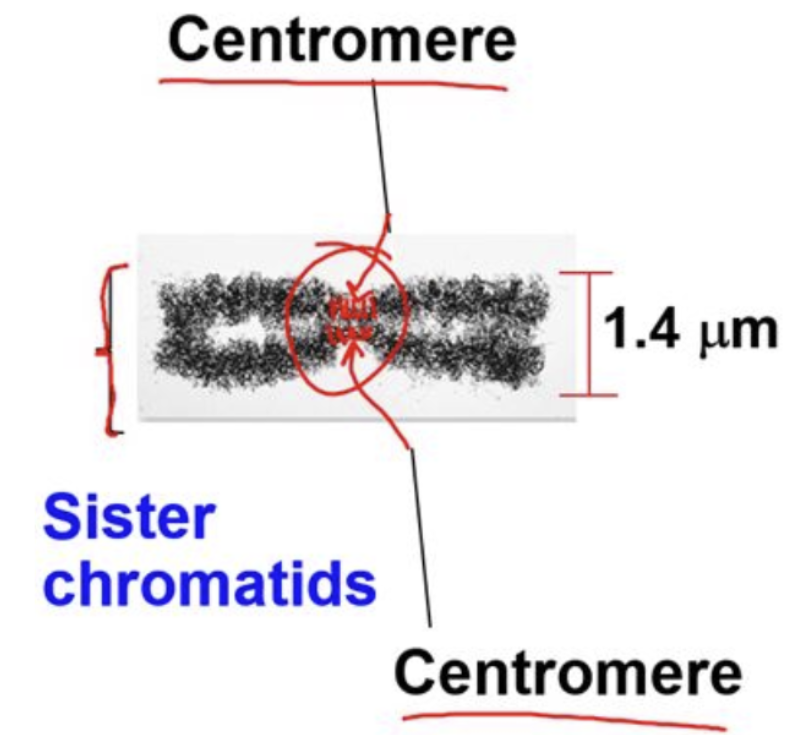 <p>centromere</p>