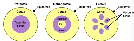 <p>Discrete vascular bundles</p>