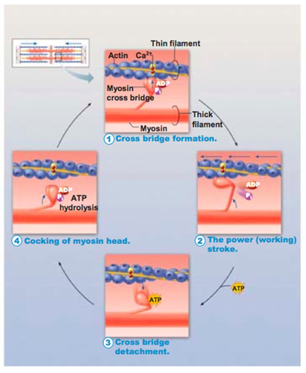 <p>A series of four steps that results in the shortening of the sarcomere when the muscle is stimulate and ATP is present. Four steps include cross bridge formation (myosin head attaches to an actin myofilament , power stroke (myosin head pivots and pulls actin), cross bridge detachment (ATP binds to myosin), cocking of myosin head (hydrolysis of ATP)</p>