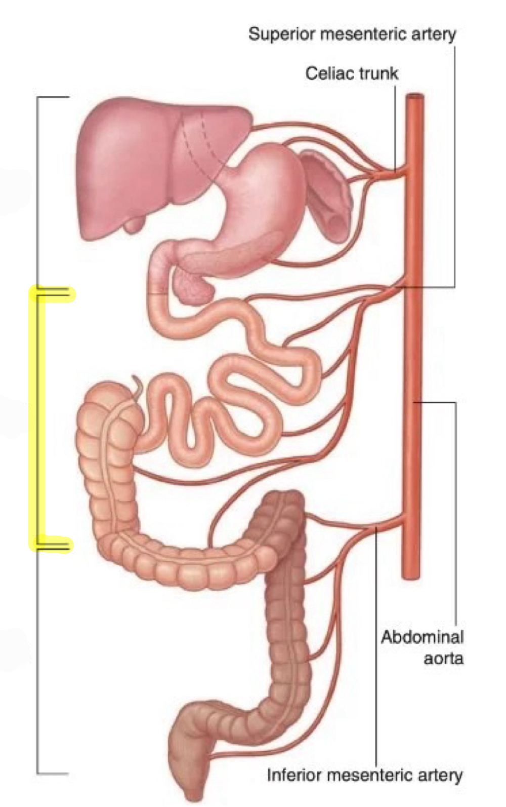 <p>identify the highlighted compartment</p>