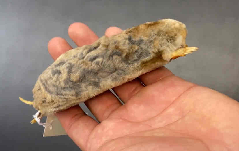 <ul><li><p>Order- Eulipotyphla </p></li><li><p>fam- Talpidae </p></li></ul><p>relatively small and burrowing mammal, possesing shovel like feet. body form tubular. fur very dense and no visible eyes or ears. flat skull with long narrow rostrum. teeth pointy, feed on inverts. </p>