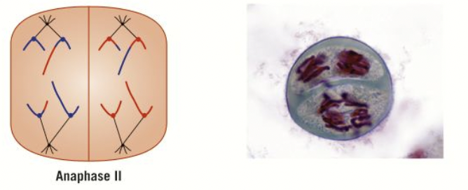 <ol><li><p>the chromatids of individual chromosomes are pulled to opposite poles- after division of centromeres (same as mitosis)</p></li></ol>