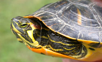 <p> A medium-sized, aquatic turtle (adults average 5.0 to 8.0 inches in length, max 11.5+ inches but bigger ones have been reported) with a carapace (upper shell) ranging from dark green to brown to almost black with yellowish markings.</p><p>Head, neck, and limbs are striped yellow over a green or brownish skin. Lower jaw is rounded rather than flattened.   Plastron (lower shell) is yellow with each plate usually having a dark spots.</p>