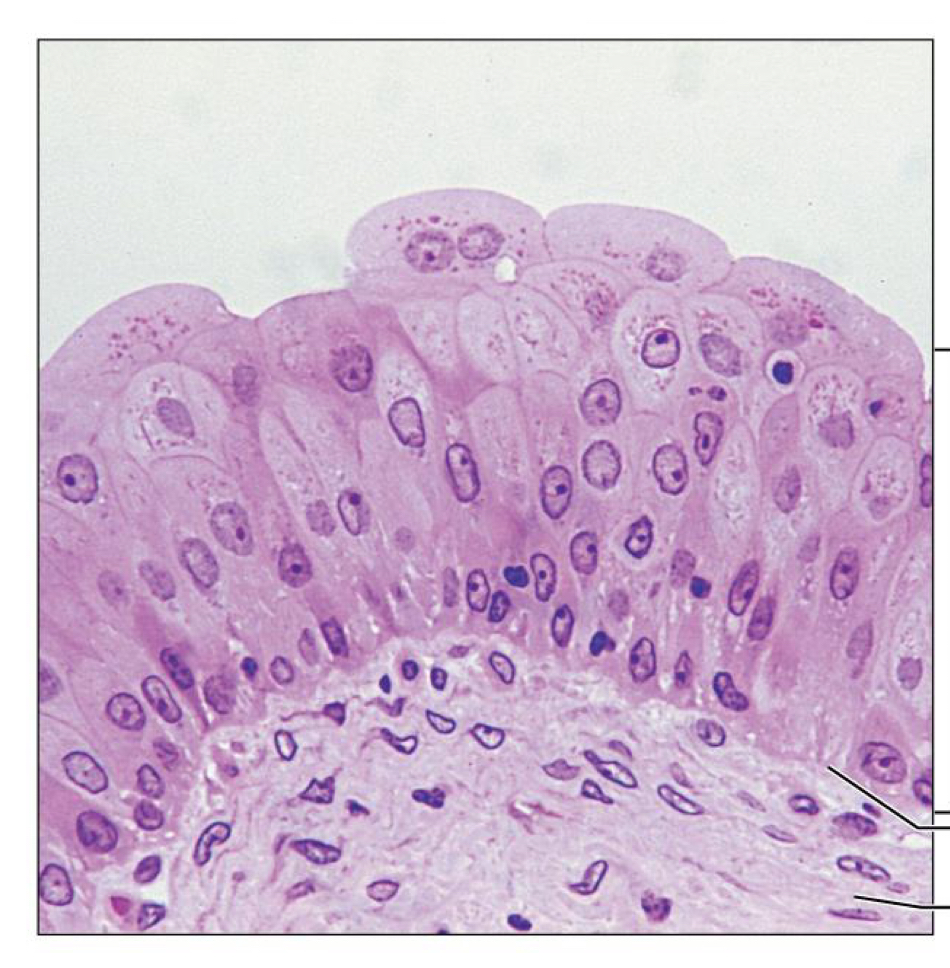 <p>What tissue is this</p>