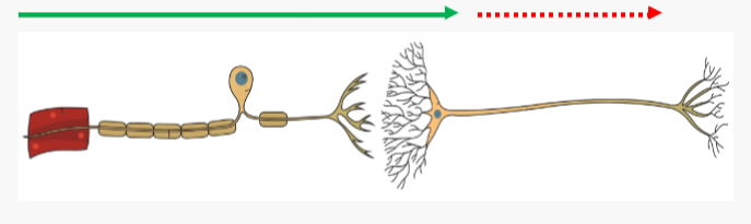 <p>Inhibitory neurotransmiters (e.g. GABA) make them less likely to fire</p><p>Summation is the net effect of the Excitatory Postsynaptic Potentials (EPSPs) and IPSPs (adding up the positive and negative charges)</p>
