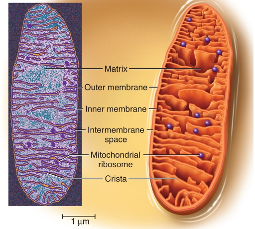 <p>Produce ATP</p><p>‘Powerhouse of the cell’</p>