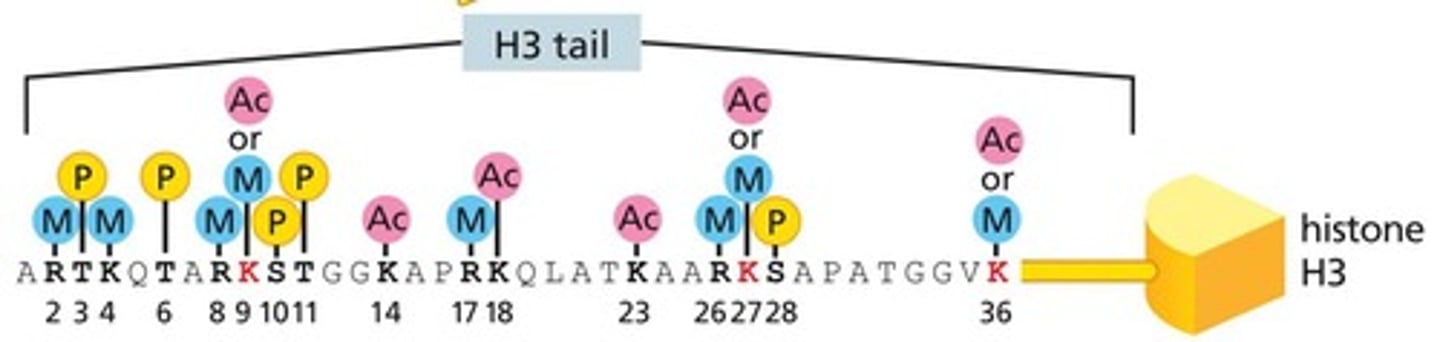<p>They add or remove phosphate groups, acetyl groups, and methyl groups in histones.</p>