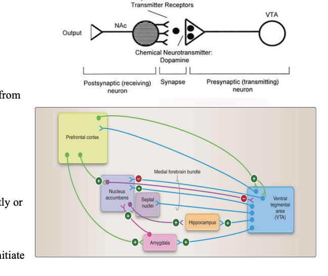 <ul><li><p><span><span>Incentive-based learning describes how your brain uses a "reward system," heavily reliant on the neurotransmitter </span><strong><u><span>dopamine</span></u></strong><span>, to encourage behaviors that lead to positive outcomes</span></span></p></li><li><p><span><strong><span>Dopamine</span></strong><span> is the key player, acting like a chemical "gold star" or "feel-good" messenger.</span><strong><span> Its release tells your brain that what you just did was good and worth repeating</span></strong></span></p></li><li><p><span><strong><u><span>Pathway:</span></u></strong></span></p><ul><li><p>The <strong><u>medial forebrain bundl</u></strong>e is a communication highway for dopamine. It will allow dopamine fibers project to the <strong><u>nucleus accumbens.</u></strong></p></li><li><p>It will also project to the <strong><u>hippocampus, amygdala, septal nuclei, prefrontal cortex</u></strong></p></li><li><p>The prefrontal cortex will provide feedback to the midbrain either directly or through the nucleus accumbens </p></li><li><p>They will all communicate with the hypothalamus to initiate neuroendocrine and visceral responses to reward. </p></li></ul></li><li><p>In addition, cortical and subcortical structures interact to form a complex network that mediates adaptive behaviors, allowing motivation and reward to be combined with a strategy and action plan for obtaining goal</p></li></ul><p></p>