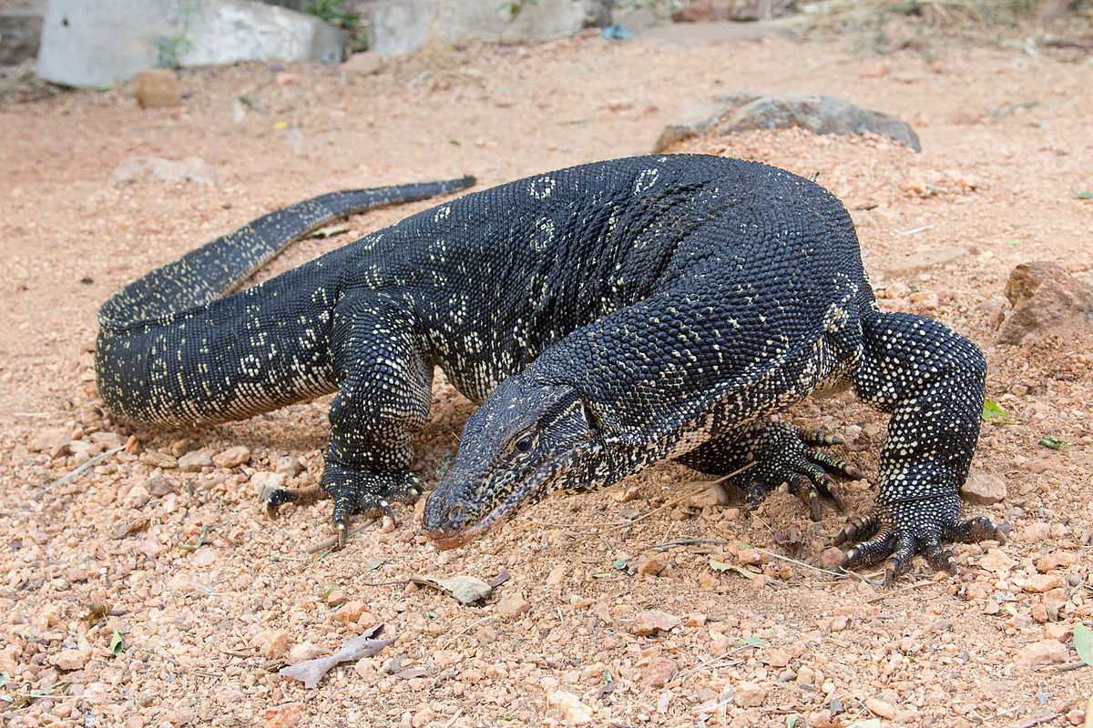 monitors and goannas (anguimorpha)

\

1. greatest body size range of any lizard family
2. active lifestyle 
3. lungs of varanids are large and more complex
4. use throat muscles to help ventilate lungs