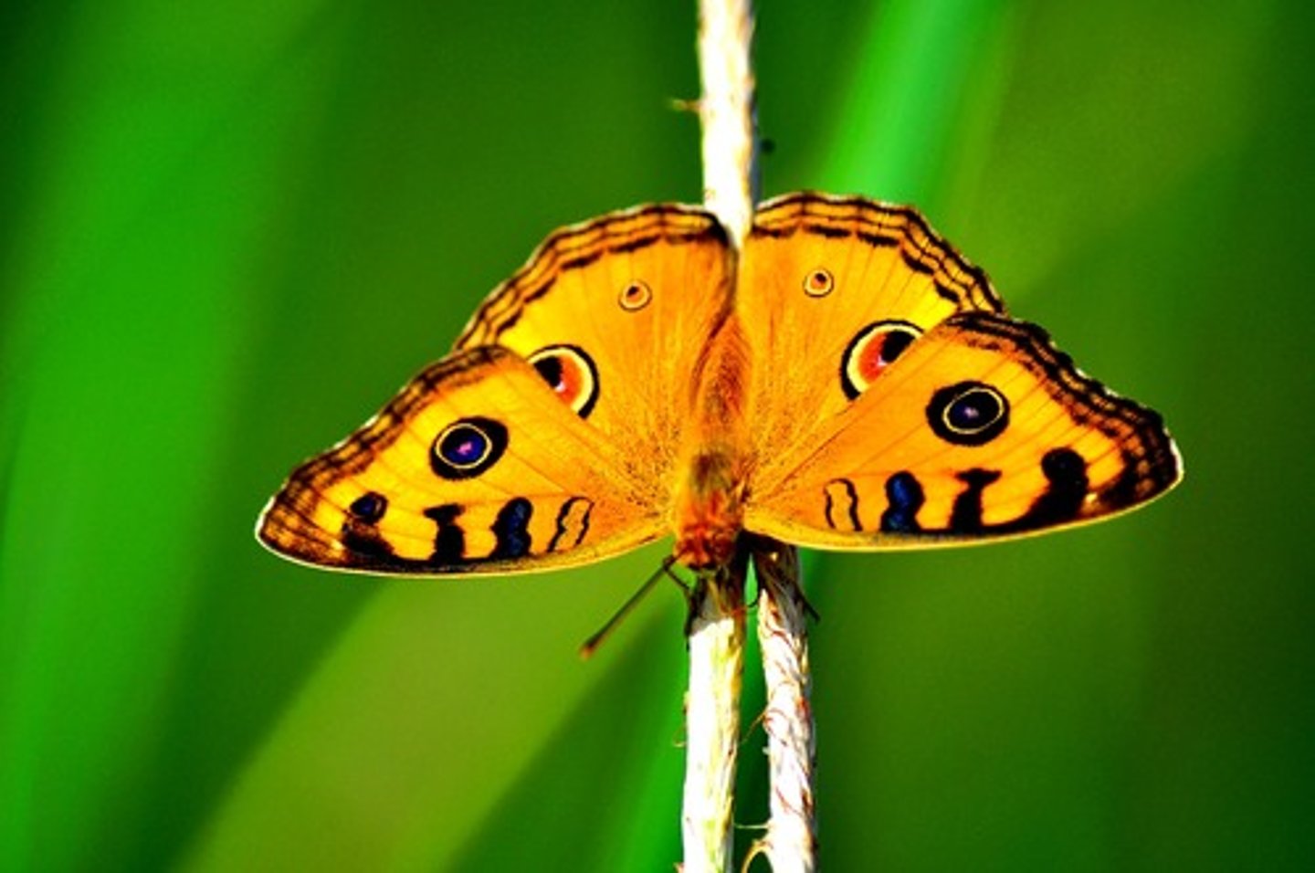 <p>I have a butterfly</p>
