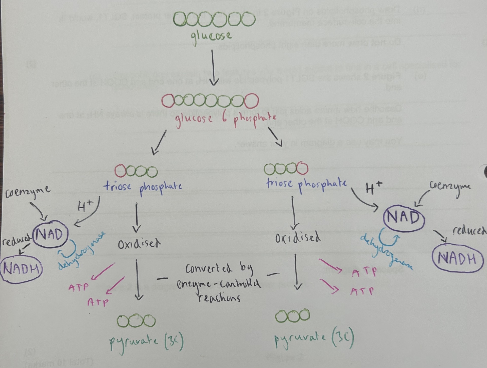 <p>outline the stages of glycolysis</p>