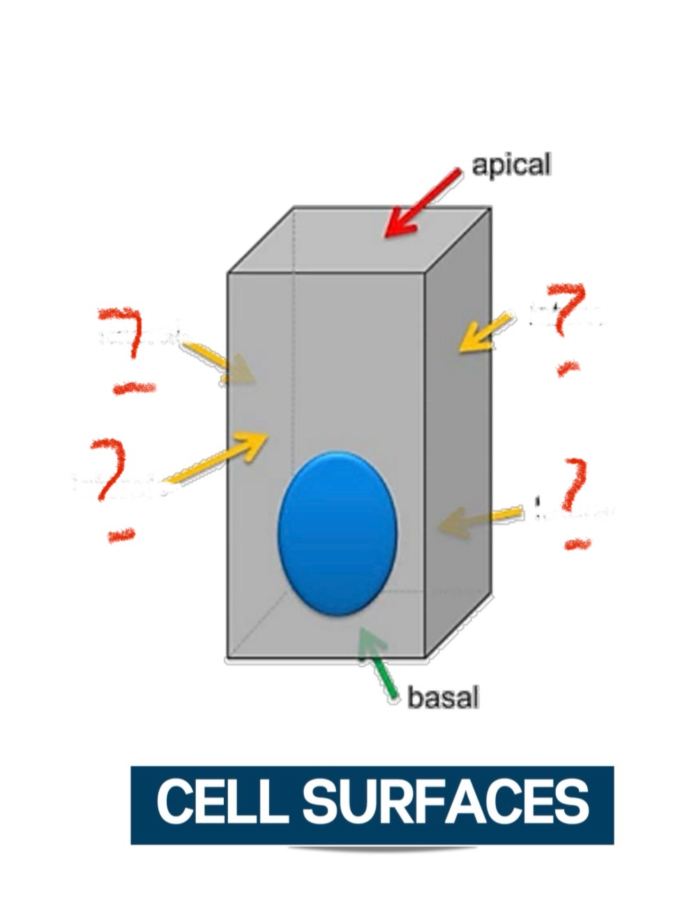 <p>What cell surface is this?</p>