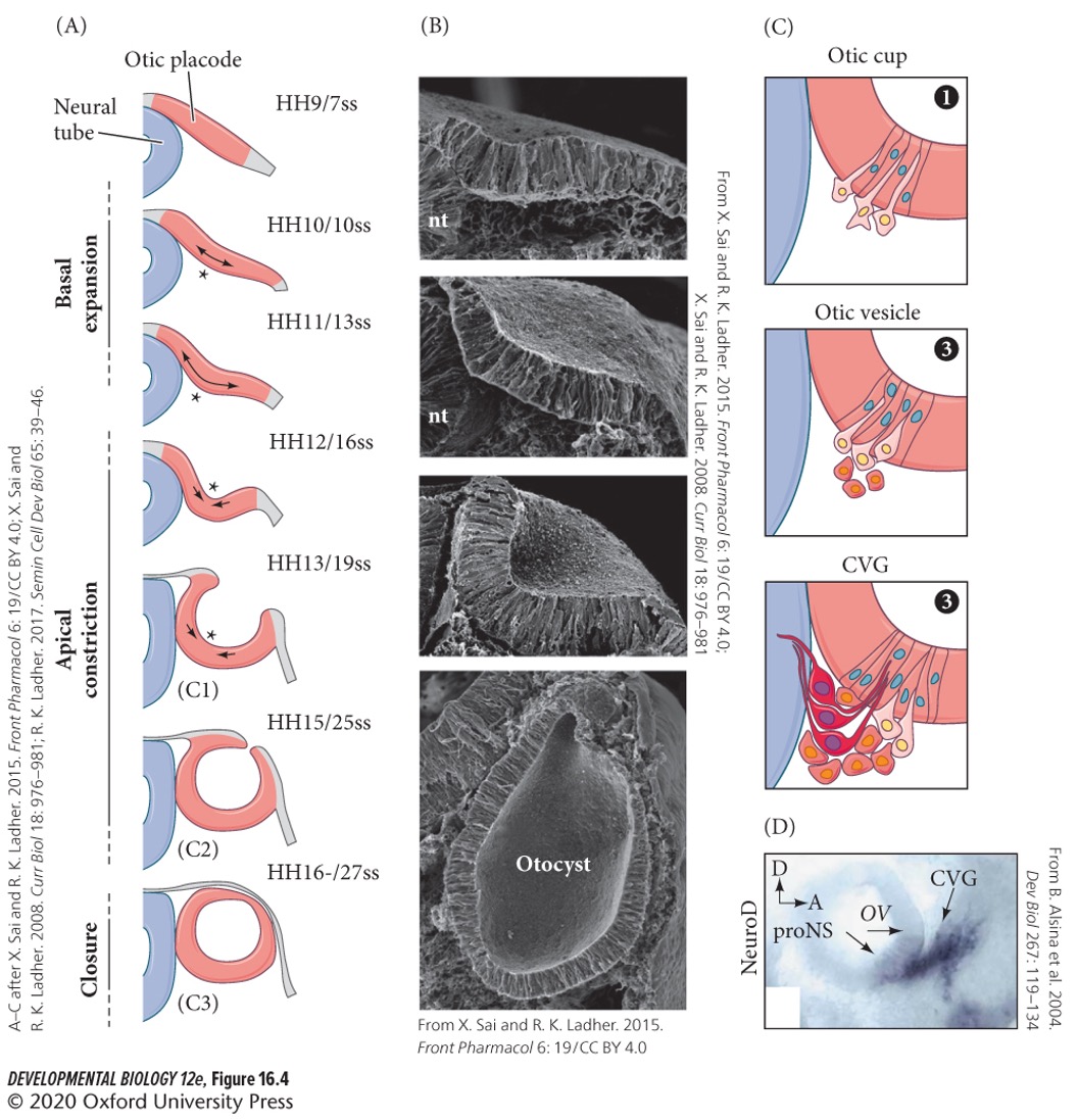 
1. First forming an indentation of the otic placode.
2. Forming an **otic pit**
3. Last forming an **otic cup**.

This pinches off to form the **otic vesicle**.