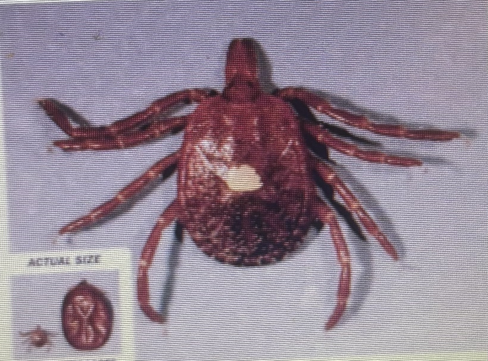 <p>Hard tick </p><p>Lone star tick </p>