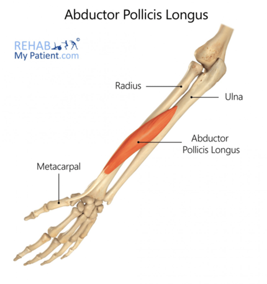 <p>The tendon of the abductor pollicis longus muscle inserts on the palmar and lateral side of the base of the first metacarpal.</p>