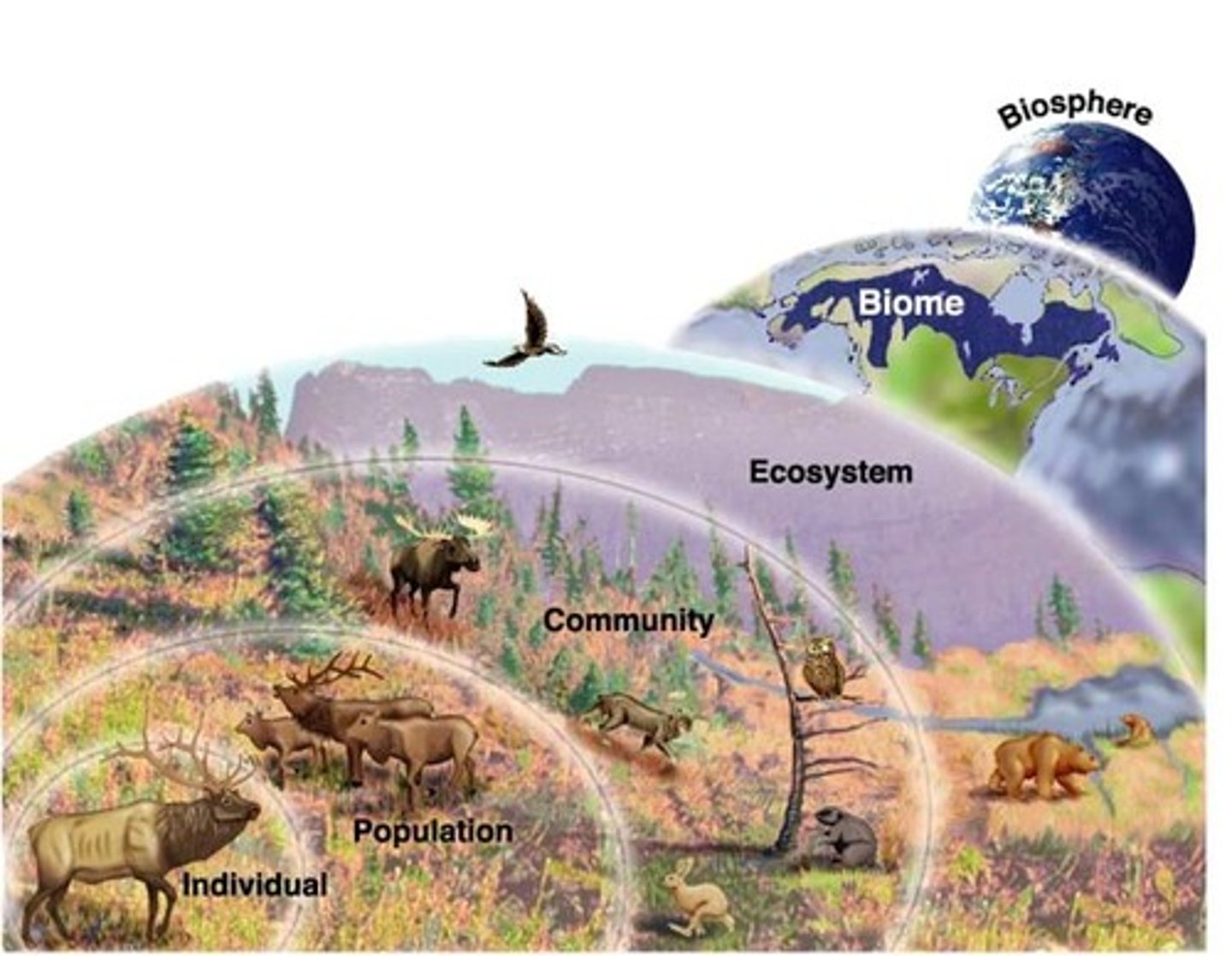 <p>biosphere</p><p>(the sum of all the ecosystems established on Earth.)</p><p>biome</p><p>(a set of ecosystems sharing similar characteristics with their abiotic factors adapted to their environments.)</p><p>ecosystem</p><p>(ecosystems include more than a community of living organisms (biotic) interacting with the environment (abiotic). At this level they depend on other abiotic factors such as rocks, water, air and temperature.)</p><p>community</p><p>(all the populations in a specific area at a given time, includes diff species coexisting in a defined location)</p><p>population</p><p>(group of individuals of a given species that live in a specific geographic area at a given time)</p><p>individual</p><p>(any 1 living thing or organism)</p>