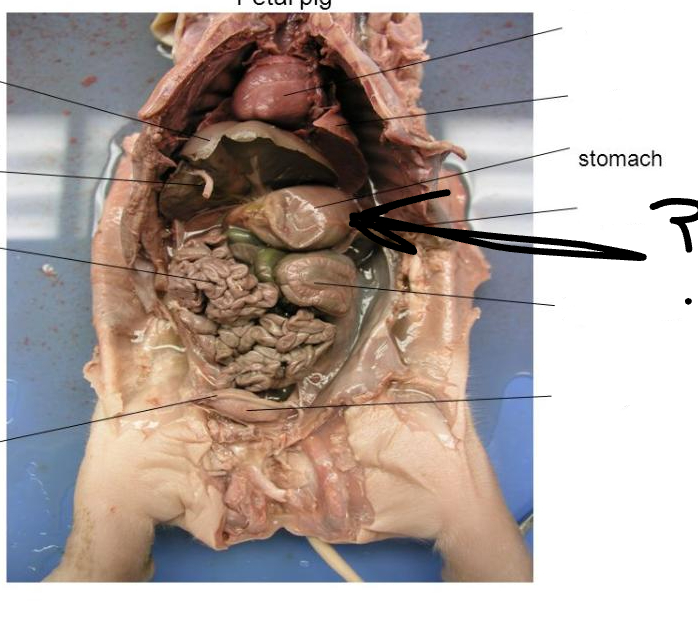 <p>Hard bump on stomach. <strong>regulates the amount of chyme that passes into the small intestine</strong></p>