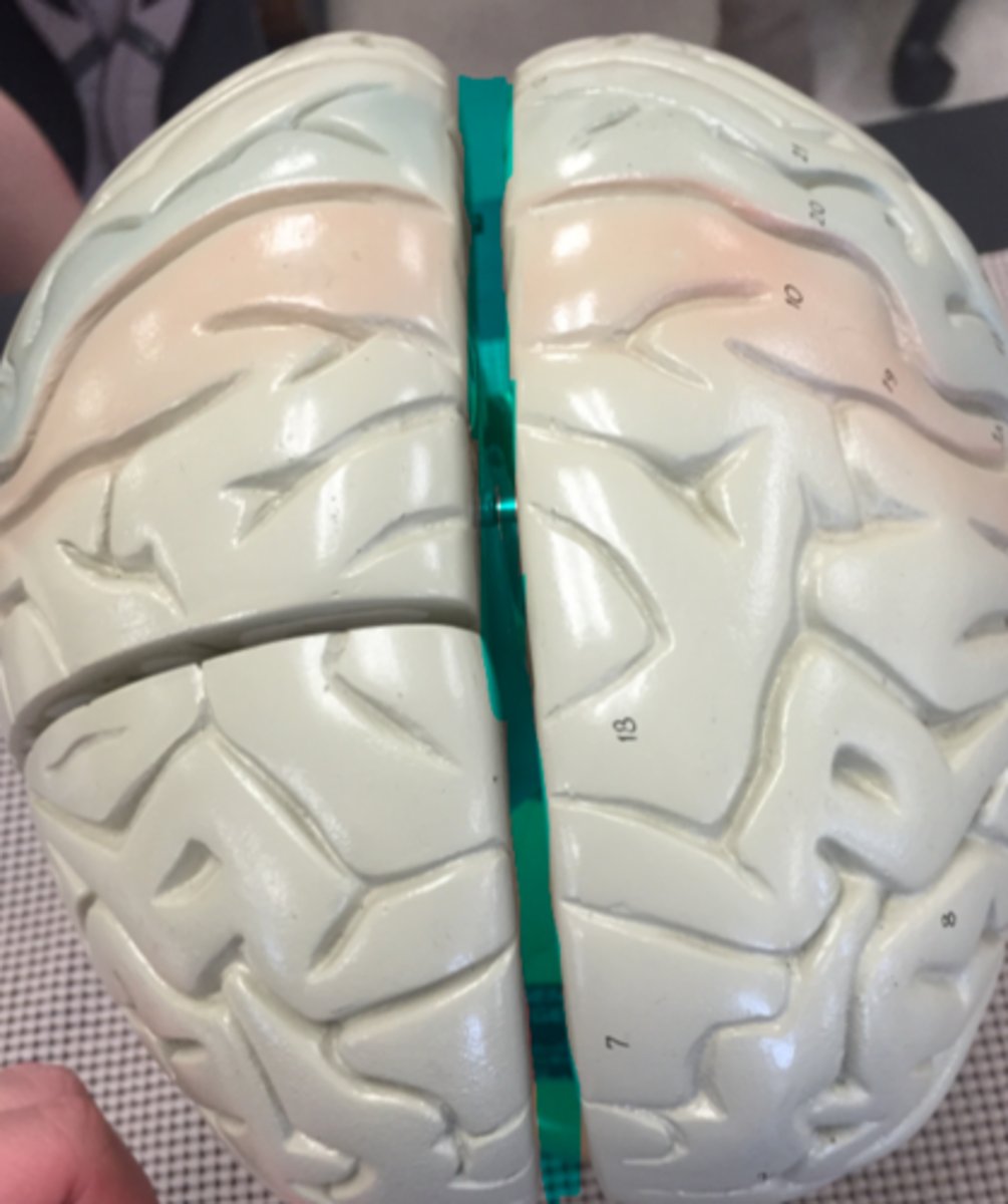 <p>**Not numbered**</p><p>groove separating the two hemispheres </p>