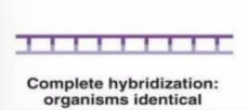 <p>organisms are identical</p>