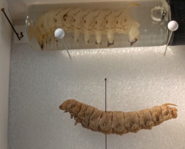 <p>name the roder and a 2 diagnostic features of the larval stage (can you see the crochets?)</p>