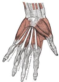 <p>Thumb Musckles and where</p>