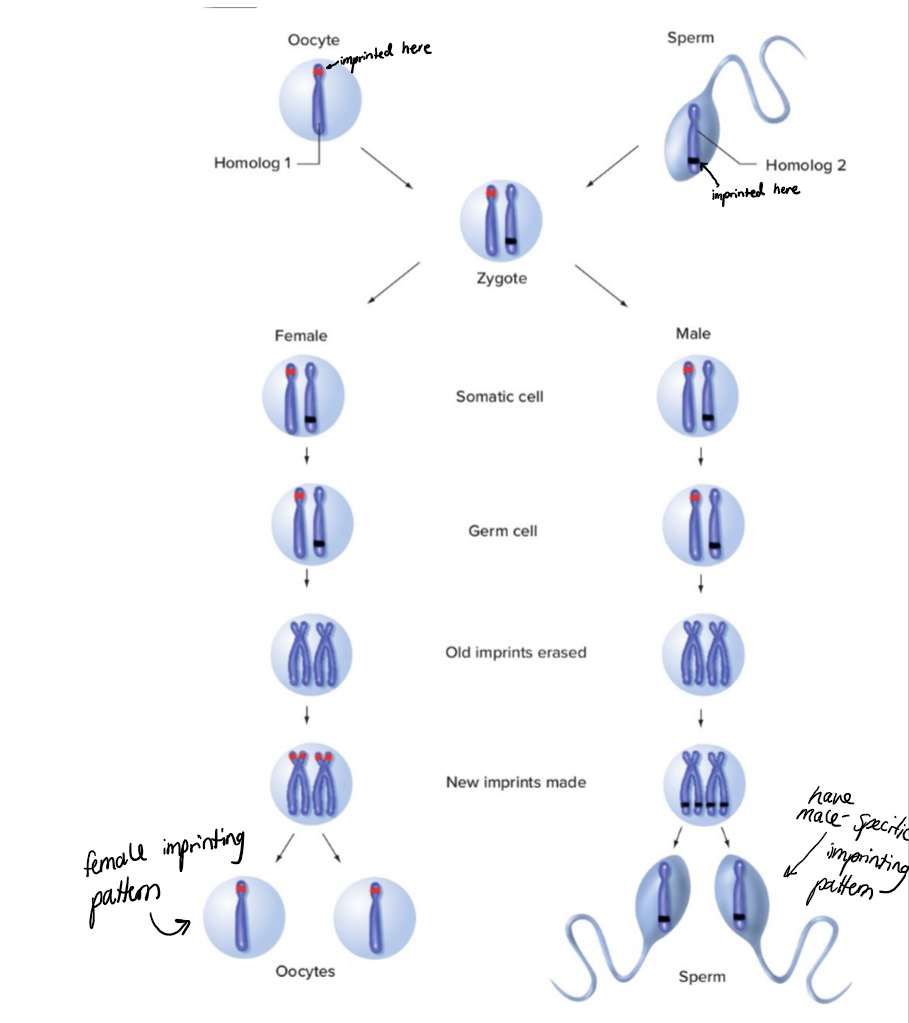 <ul><li><p><span>imprinting pattern is passed from cell to cell in mitosis, but not</span><br><span>from individual to individual through meiosis.</span></p></li><li><p><span>When silenced DNA is replicated during mitosis, the pattern of</span><br><span>blocked genes is exactly placed, or imprinted, on the new DNA, covering the same genes as in the parental DNA.</span></p></li><li><p><span>In the figure, maternally methylated genes are shown in red and paternally methylated genes in black. </span></p></li><li><p><span>In germ-line cells during meiosis, somatic cell methylation marks are erased, and new sex- specific methylation marks are established (these are specific to the organism’s own sex and will be transmitted to the next generation</span></p></li></ul><p></p><p></p>