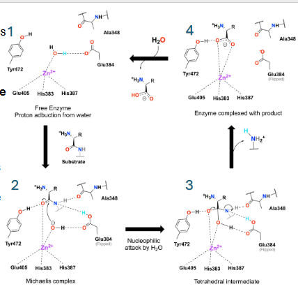 <p>1. 3 aa form 3 coordination bonds with divalent Zn metal ion to hold it in place, then it bonds with water<br>2. substr binds and glu becomes basic, then yoinks a proton from water to activate the nu (zn2+ stabilizes the nu-oh and polarizes the carbonyl in the substr to inc el)<br>3. oh- attacks carbonyl c and forms tetrahedral intmd, stabilized by neighboring side chains and the Zn<br>4. the tetrahedral intmd collapses and releases the pdct</p>