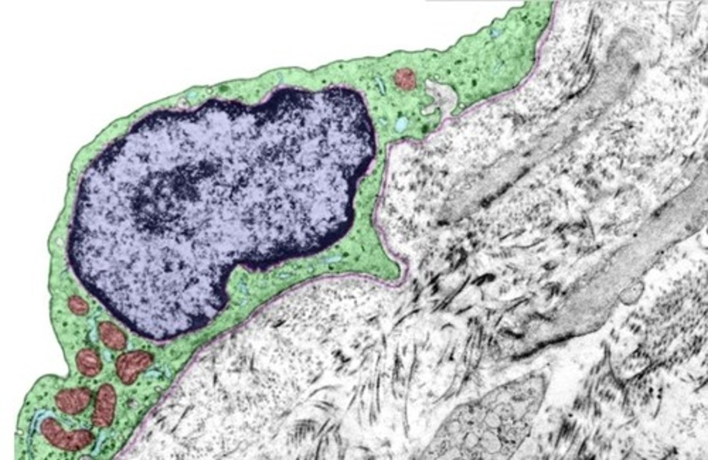 <p>mesothelium that forms the lining of several body cavities (pleural, peritoneal, pericardial cavities, etc.)</p>