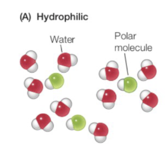 <p>Can form hydrogen bonds with water molecules, polar molecules, and surrounds charged ions</p>