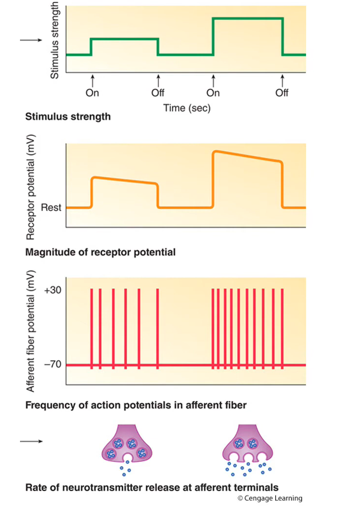 <p>-intensity = # of receptive fields detected, <u>determined by frequency sent to CNS</u></p><p>↑ stim strength = ↑ receptor/graded potential</p><p>↑ receptor potential = ↑ AP frequency (NOT strength)</p><p>↑ frequency = ↑ NT release = greater effect</p>